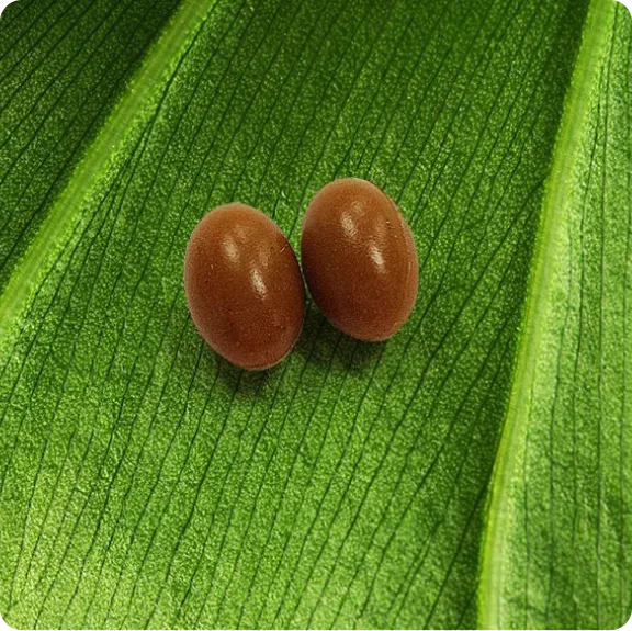 Patented Ukon softgel capsule